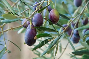 Oliven in der Provence von Tanja Voigt
