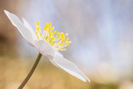 Soft wood anemone