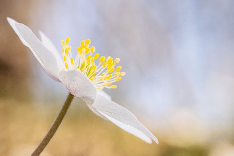 Weichholzanemone von MientjeBerkersPhotography