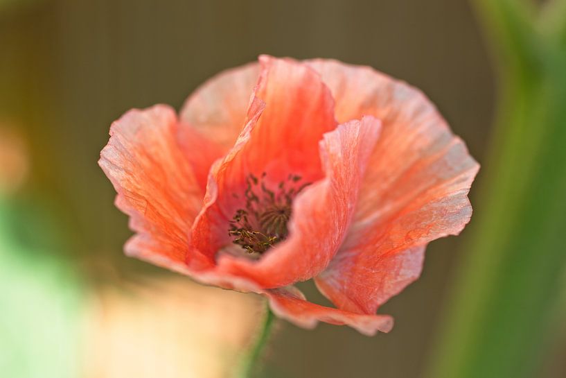 Light poppy mashers by Mariska de Jonge