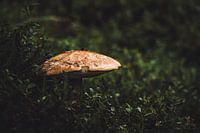 Mushroom in the forest | Sweden
