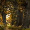 Autumn mood by Kees van Dongen