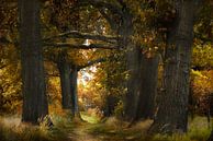 Autumn mood van Kees van Dongen thumbnail