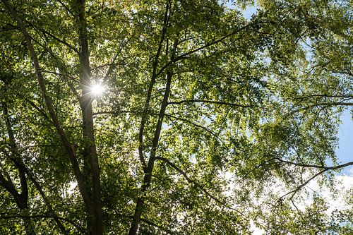 Königsweg, Saksisch Zwitserland - Stralende boomkroon