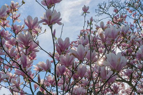 magnolia