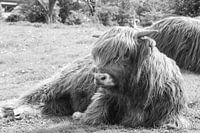 Liggende schotse hooglander in de gras