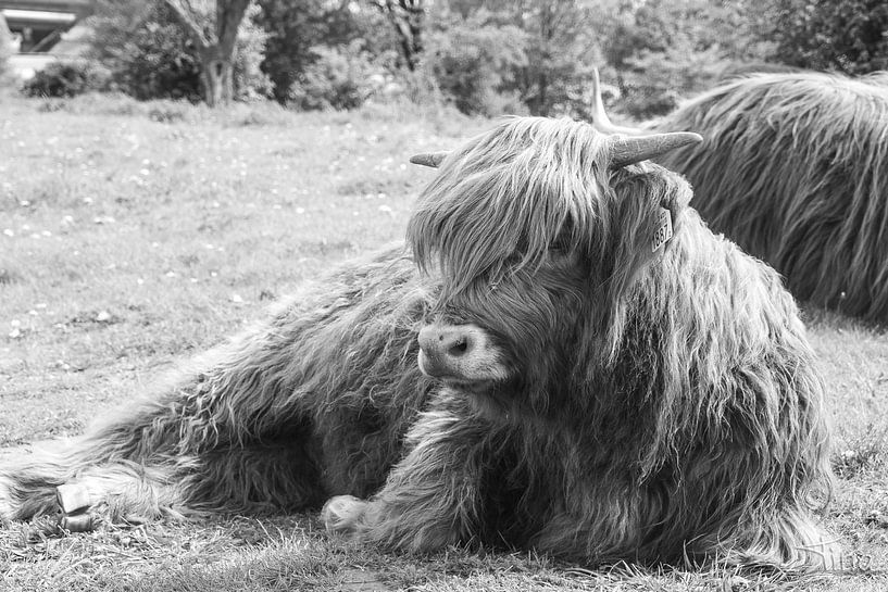 Schottischer Highlander im Gras liegend von Tina Linssen