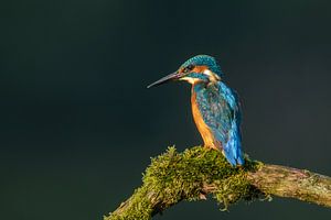 Eisvogel (Alcedo atthis)