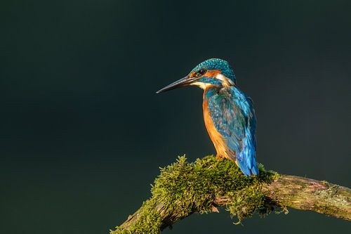 Martin-pêcheur (Alcedo atthis)