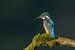 Ijsvogel (Alcedo atthis) van Richard Guijt Photography
