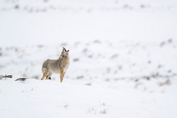 howling coyote in snow... Coyote *Canis latrans* van wunderbare Erde