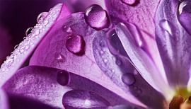 Bloem met regendruppels