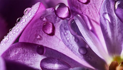 Flower with raindrops