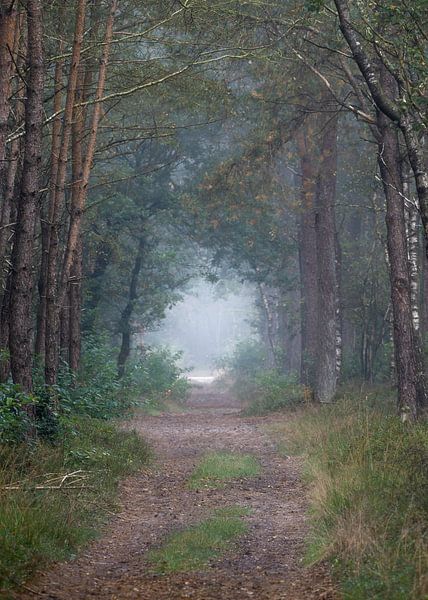 Die Natur am frühen Morgen von Anges van der Logt
