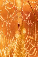 The Magic of Autumn