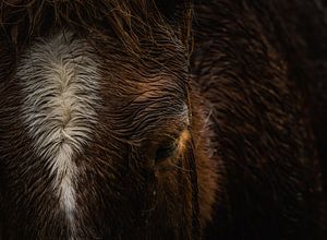 Paard van Hennie Zeij