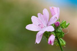 Mauve sauvage