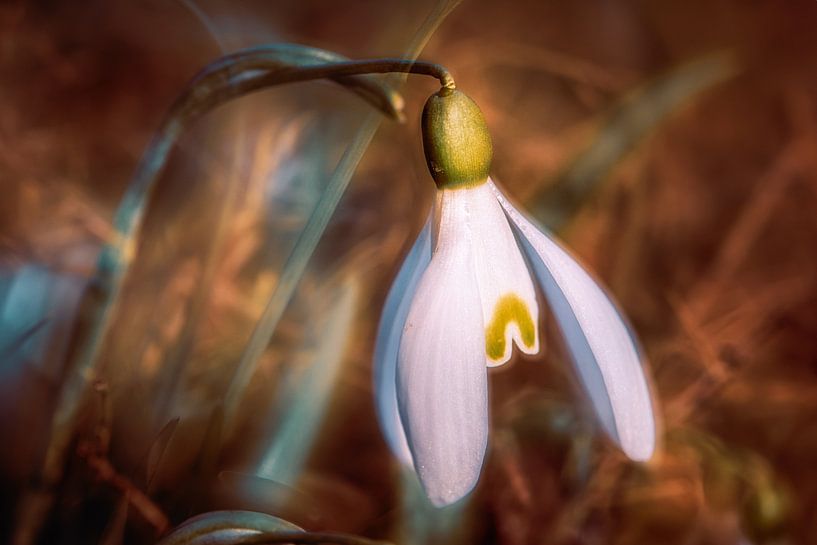 Snowdrops in the sunshine by Nicc Koch