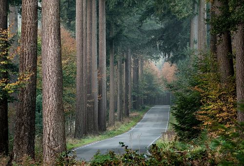 De hoofdweg naar het sprookjesbos