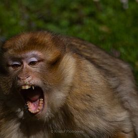 Angry Monkey by Kristof Piotrowski