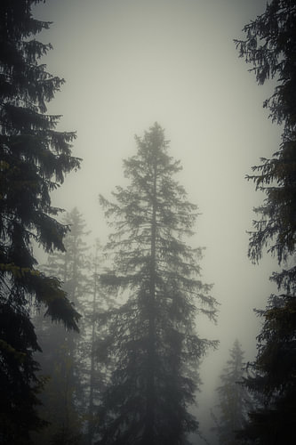 Allgäu – Wo der Wald im Nebel versinkt