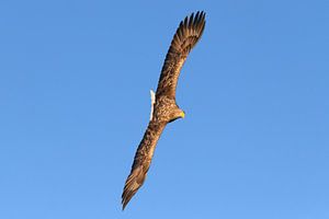 Seeadler auf der Jagd am Himmel