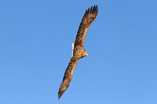White-tailed eagle hunting in the sky by Sjoerd van der Wal Photography
