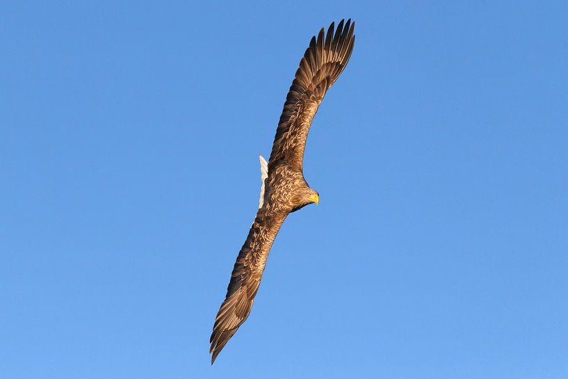 Seeadler auf der Jagd am Himmel von Sjoerd van der Wal Fotografie