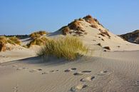 Diersporen in  witte zandduinen op Schouwen-Duiveland van My Footprints thumbnail