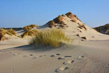 Diersporen in  witte zandduinen op Schouwen-Duiveland van My Footprints