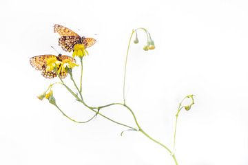 Twee bosparelmoervlinders van Danny Slijfer Natuurfotografie