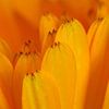 Goudsbloem  bloemen macrofotografie by Watze D. de Haan
