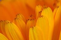 Goudsbloem  bloemen macrofotografie von Watze D. de Haan Miniaturansicht