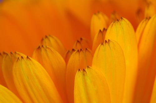 Goudsbloem  bloemen macrofotografie