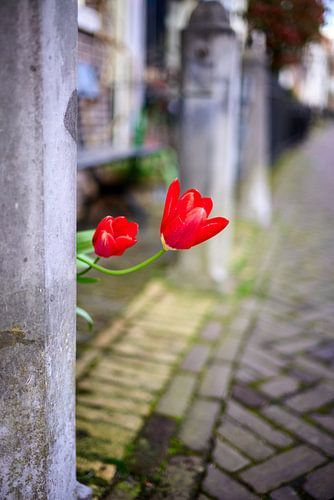 Rote Tulpen, Maarssen-Dorf von André Bouterse