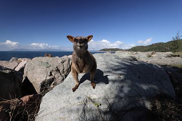 allied rock-wallaby , Petrogale assimilis Magnetic Island in Que sur Frank Fichtmüller