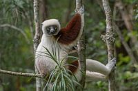 Coquerel’s Sifaka.