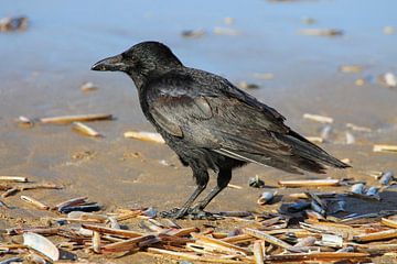 Crow by Joost van Doorn