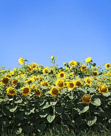 Sonnenblumenfeld von Karina Gebert