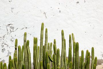 Cactussen voor witte muur van Janneke Snellink