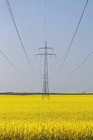 Power pole in the middle of a rape field