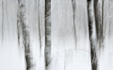 Jeune forêt sous la neige sur Oliver Lahrem