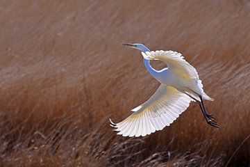 Grote Zilverreiger sur Wybrich Warns