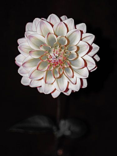 DAHLIA GRIS/ROUGE