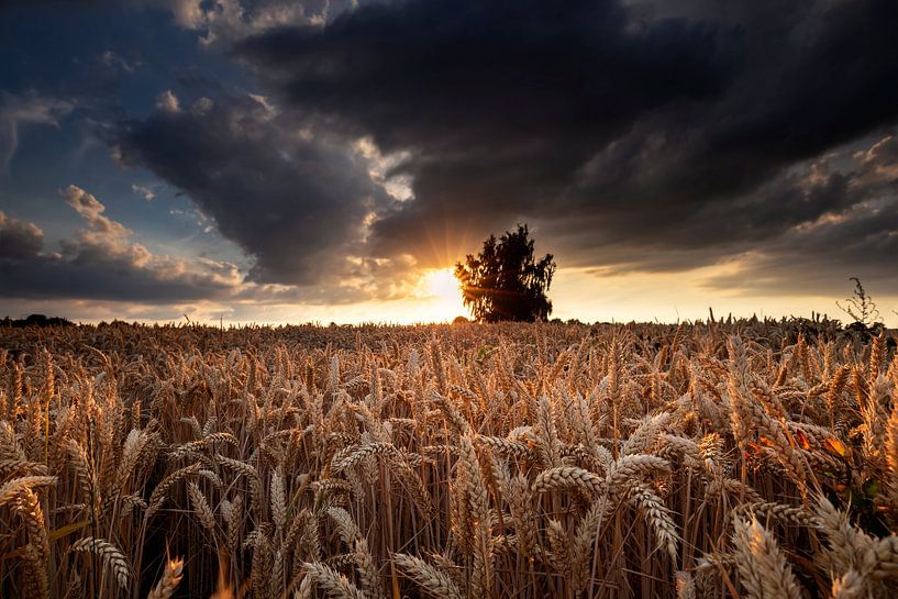 soleil sur un champ de blé en été par Olha Rohulya