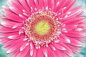 Gerbera grandiose