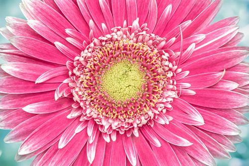 Grandioze Gerbera
