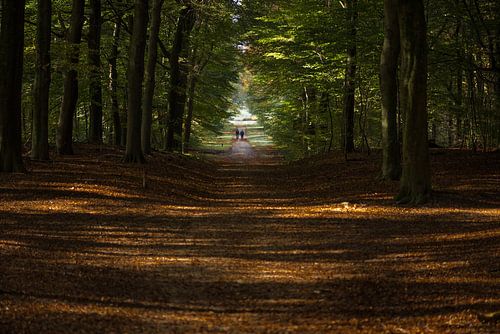 Een herfstwandeling op de Veluwe