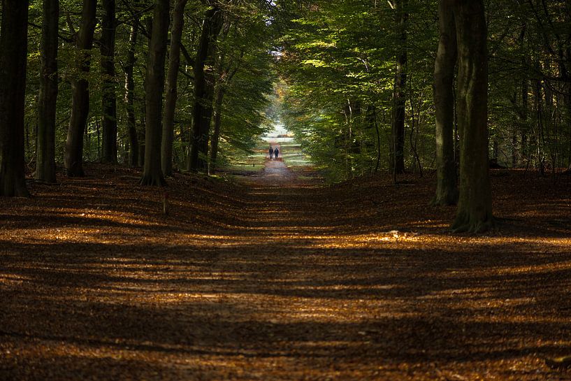 Een herfstwandeling op de Veluwe by Cilia Brandts