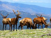 Deer in the Tundra in Rocky Mountain National Park by Thomas Zacharias thumbnail